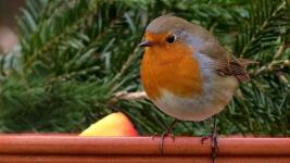 pták zima červenka